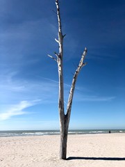 Withered Tree on Marco Island Beach, Florida