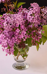 Lilac colored fragrant lilac flower