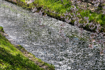 海老川沿いの桜　千葉県船橋市　日本