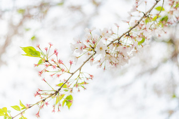 葉桜と新芽のさみしい春