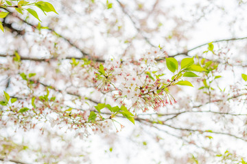 葉桜と新芽のさみしい春