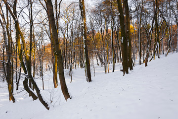 Park zimą w słoneczny dzień © Heroc