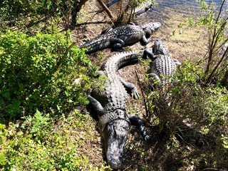 Alligators lie by the river. Big Cypress, Florida