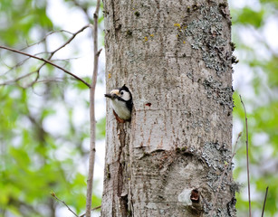 Woodpecker and his nest. Green forest background. Bird: Middle Spotted Woodpecker.