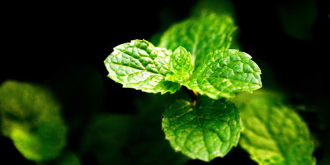 mint leaves on black background