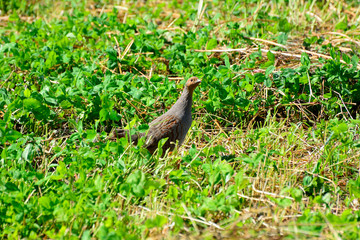 Fototapeta premium Quail in the natural environment in the field