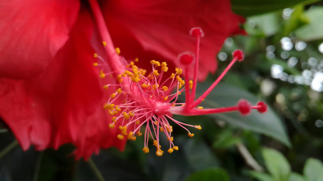 Macro Close-up view  of Red Hibiscus Style red  Stamen Filament Anther and Yellow Pollen Grains. Hibiscus rosa-sinensis flower