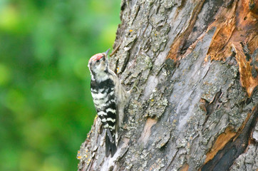 Woodpecker and his nest. Green forest background. Bird: Middle Spotted Woodpecker.