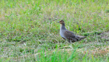 Quail in the natural environment in the field