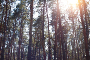 beautiful pine forest