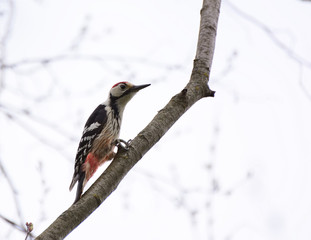 Woodpecker and his nest. Green forest background. Bird: Middle Spotted Woodpecker.
