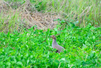 Quail in the natural environment in the field