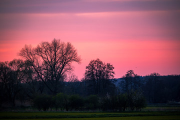 Fototapeta na wymiar silouette of trees with pink red sky in the background