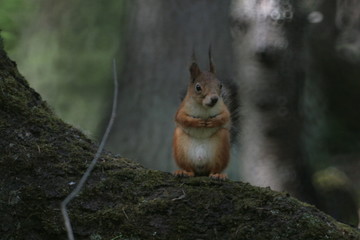 Eurasian red squirrel (Sciurus vulgaris) in forest