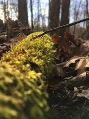 Fototapeta premium porośnięty pień drzewa w lesie