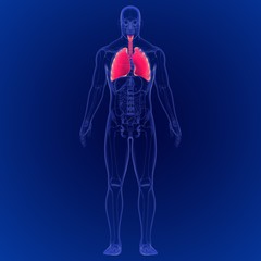 3D Illustration of Human respiratory system Anatomy (Lungs)