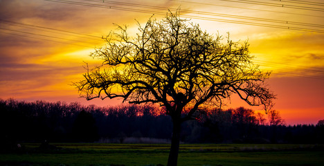 Plakat silouette of a tree with orange yellow sky in the background