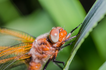 Dragonfly sits on a branch with leaves/dragonfly sits on green grass. Wild nature
