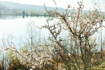 Spring blossom background. Beautiful nature scene with blooming tree and sun flare. Sunny day. Spring flowers.
