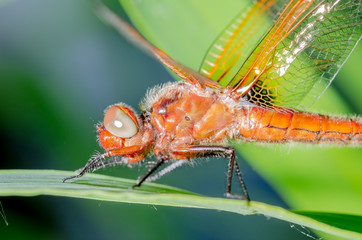 Orange dragonfly sits on green grass/dragonfly on green leave. Wild nature