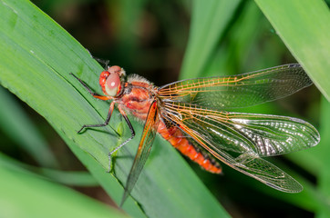 dragonfly landed on a blade of grass/dragonfly on a blurred background sitting on a grass