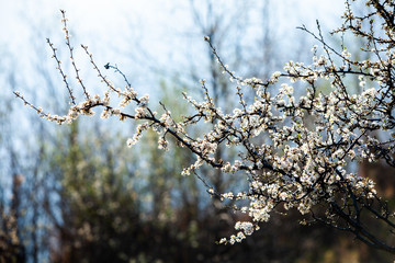 Spring blossom background. Beautiful nature scene with blooming tree and sun flare. Sunny day. Spring flowers.