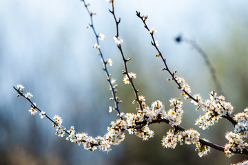 Spring blossom background. Beautiful nature scene with blooming tree and sun flare. Sunny day. Spring flowers.