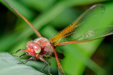 Dragonfly sits on a branch with leaves/dragonfly sits on green grass. Wild nature
