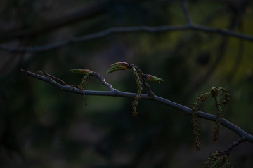 the first spring buds on a branch at dusk