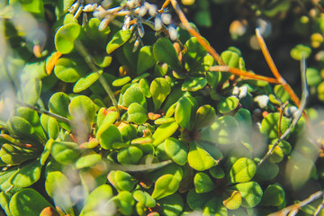 small wild evergreen plant is growing in Mallorca, Spain