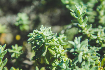 small wild evergreen plant is growing in Mallorca, Spain