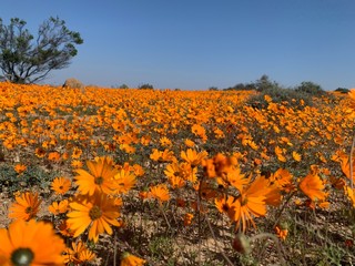 skilpad national park