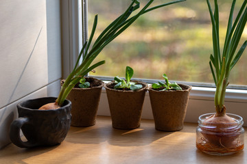 Green onions growing up on a window sill. Spring onion. Spring at home	