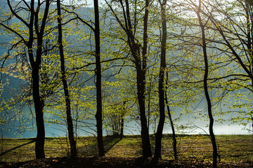 Spring green forest. Lots of young trees casting shadows, Sunrise in a beautiful forest in Moldova,Europe. Beautiful green Landscape. Nature.