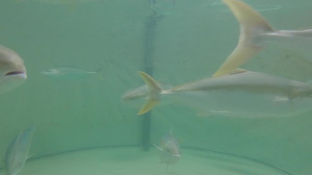 Underwater video of Yellowtail kingfish swimming in a basin