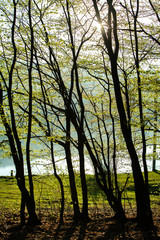 Spring green forest. Lots of young trees casting shadows, Sunrise in a beautiful forest in Moldova,Europe. Beautiful green Landscape. Nature.