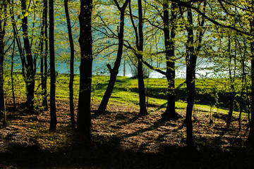 Fototapeta na wymiar Spring green forest. Lots of young trees casting shadows, Sunrise in a beautiful forest in Moldova,Europe. Beautiful green Landscape. Nature.