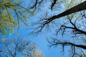 Spring green forest. Lots of young trees casting shadows, Sunrise in a beautiful forest in Moldova,Europe. Beautiful green Landscape. Nature.