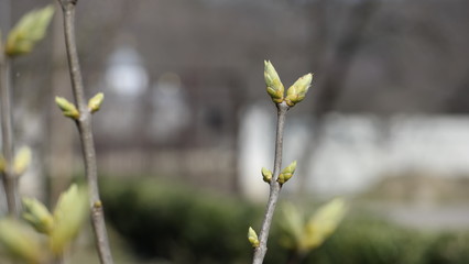 wild flowers in the field