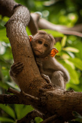 Baby Monkey in a tree