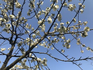 Apple trees in bloom in the blue sky