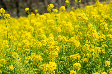 Obraz premium 菜の花畑の風景