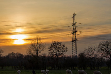 feeding flock of sheep on the pasture at dusk