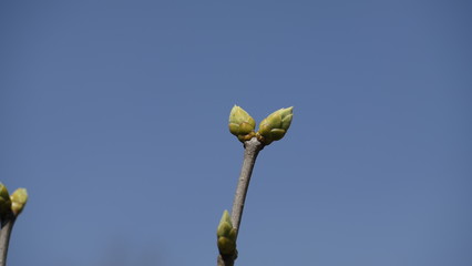 white magnolia flower