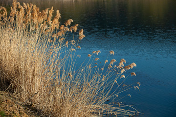 Picture of a lake and trees with colorful leaves on an evening in spring in Moldova. rural landscape. Summer green forest lake view. Lake water reflection. Lake in forest.