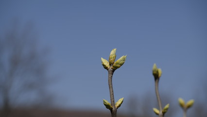 wild flower against blue sky