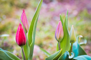 four tulips in different shades in nature