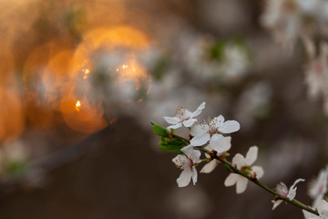 European plum (Prunus domestica) flowers on orange sunset background. White flowers of fruit trees. Spring concept. Flowering gardens. Garden in spring. Flowering branches of gardens.