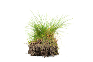 The grass is green and dry with the ground isolated on a white background