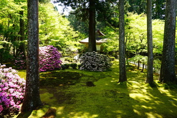 京都　三千院の石楠花